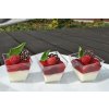 Mini panna cotta