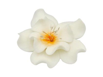 Magnólia - 8 cm