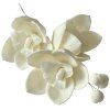 Orchidea - 16 x 14 cm