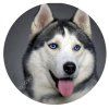 Fondánový obrázok - Husky