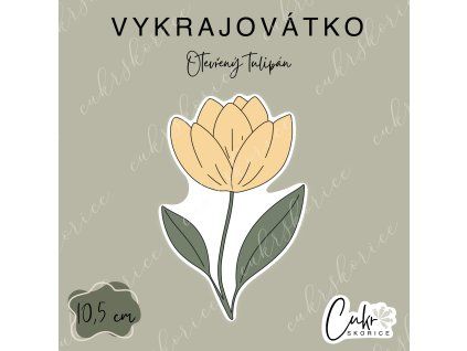 Otevřený tulipán