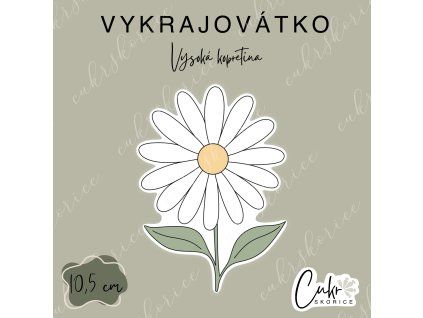 Vysoká kopretina