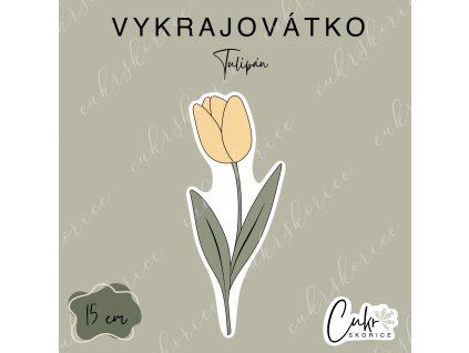 Tulipán
