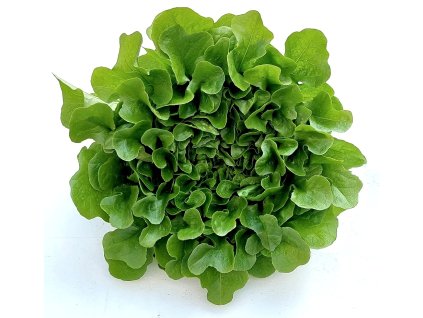 vyr 13 hlavkovy salat eshop