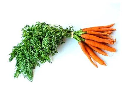 vyr 41 karotka carrots INFO 1280