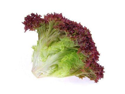 salát Lollo Rosso 1