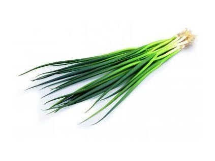 cibulka zelená2