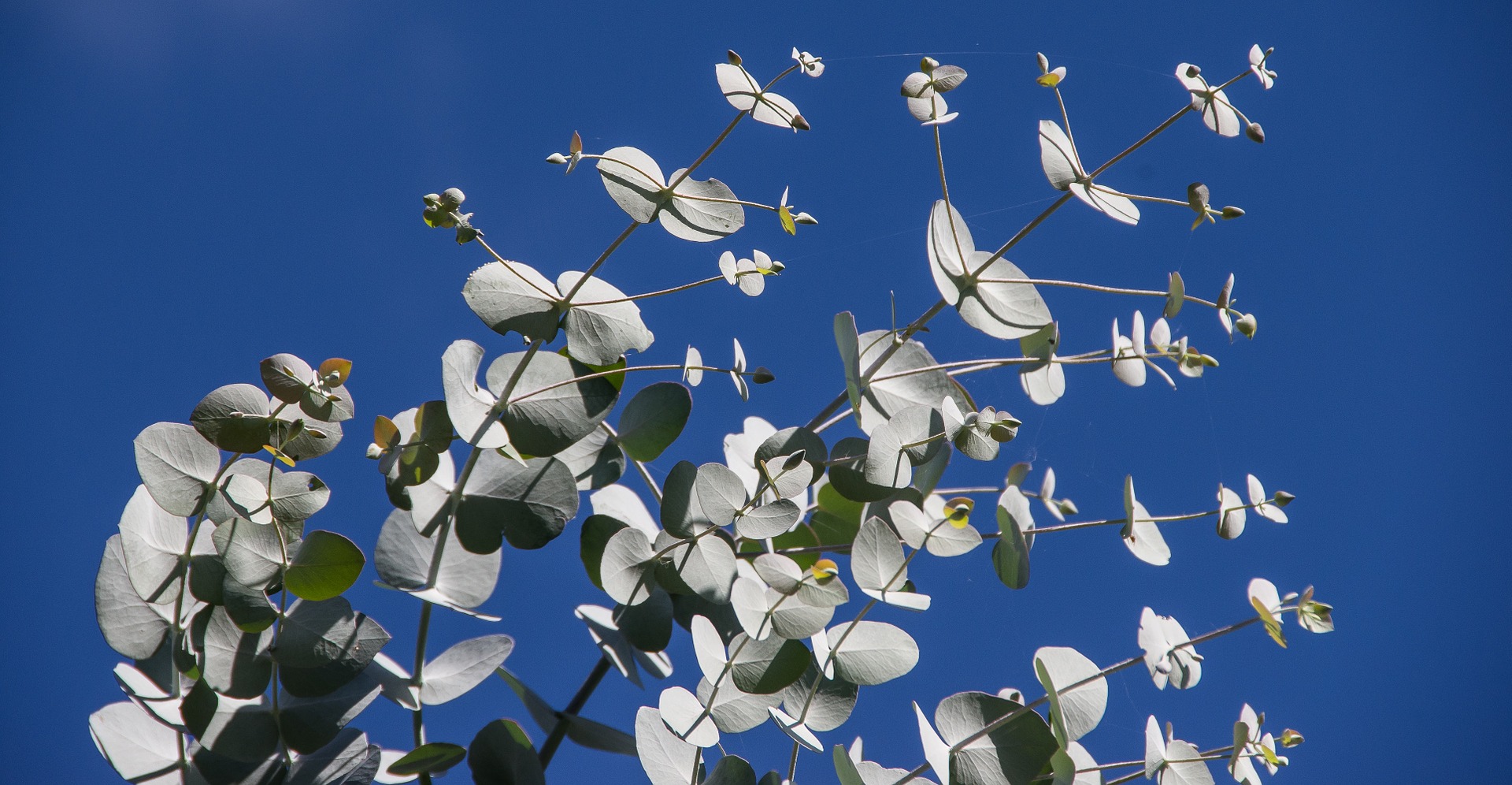 eucalyptus-leaves