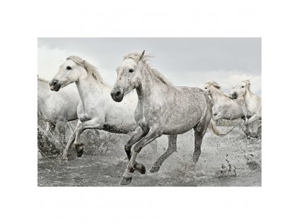 PLAKÁT 61 x 91,5 cm  WHITE HORSES
