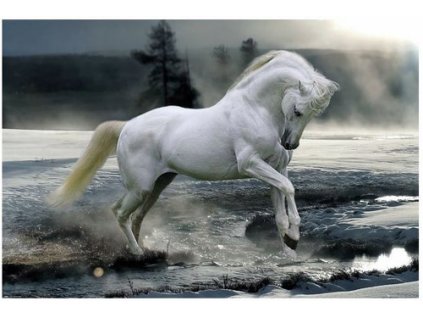 PLAKÁT 61 x 91,5 cm  BOB LANGRISH|HORSE SNOW