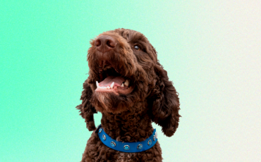 Hárajúce feny: Ako zvládnuť toto obdobie?