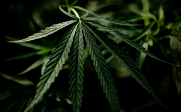 Rozdiel medzi čistým izolátom CBD a full spektrum CBD