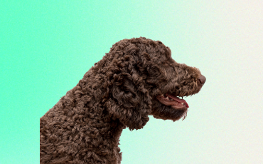 Zázračný pomocník? Skúmanie účinkov CBD na psy s epilepsiou