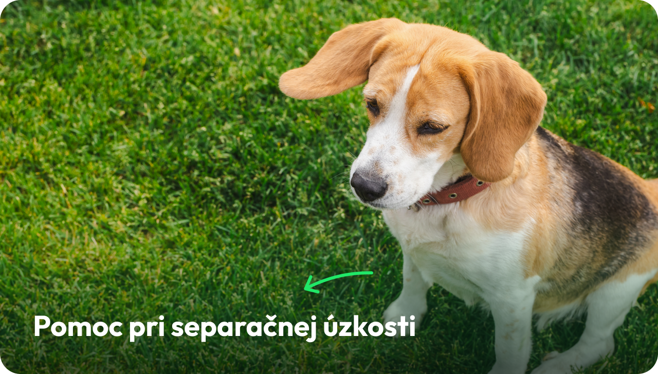 Pomoc pri separačnej úzkosti