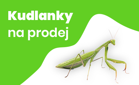 Prodej kudlanek - kudlanky na prodej