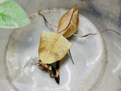 Deroplatys truncata-samička