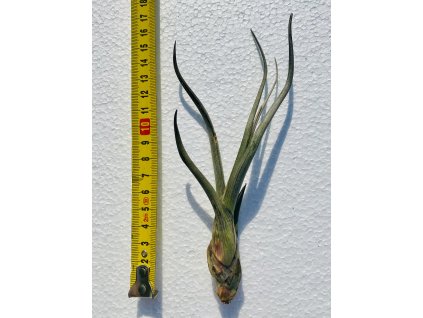 Tillandsia pseudobaileyi