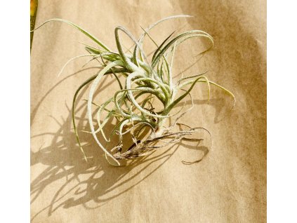 Tillandsia caerulea