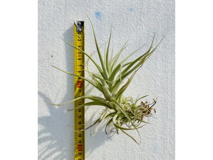 Tillandsia albida