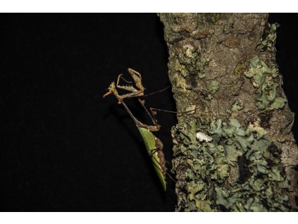 Kudlanka Sibylla pretiosa