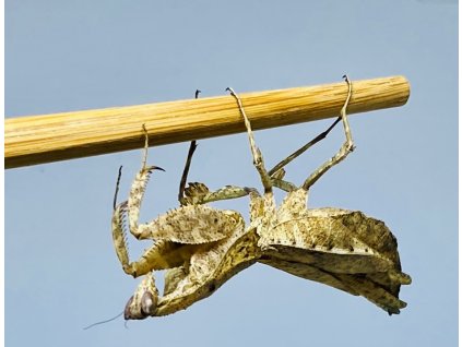 Kudlanka Brancsikia freyi