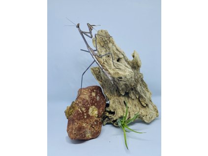 Kudlanka Archimantis sp.