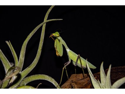 Kudlanka Sphodromantis aurea