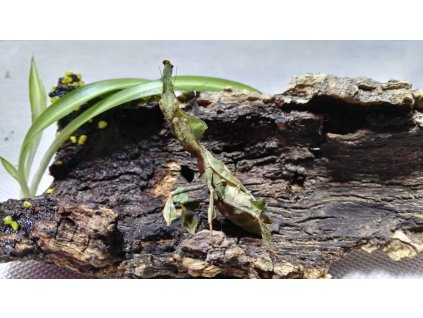 Kudlanka Phyllocrania paradoxa