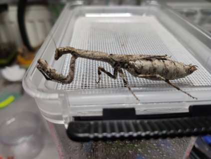 samice Popa spurca crassa