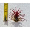 Tillandsia ionantha f. Fuego