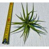 Tillandsia brachycaulos var. abdita
