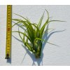 Tillandsia brachycaulos var. abdita