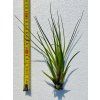 Tillandsia tricolor var. melanocrater