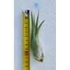 Tillandsia circinata