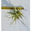 Tillandsia albida