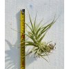 Tillandsia albida