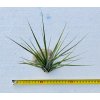 Tillandsia fasciculata