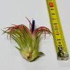 Tillandsia ionantha var. rubra