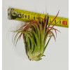Tillandsia ionantha var. rubra