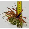Tillandsia ionantha var. rubra