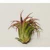 Tillandsia ionantha var. rubra