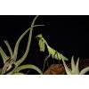 Kudlanka Sphodromantis aurea