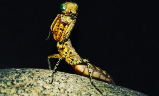 #Tarachodula #pantherina ..subadult female… We have a new photographer! @michaela_farkova #kudlanky #mantis #hmyz...