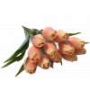 tulipan broskev