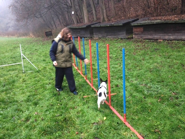Agility na cvičáku pátek 13.12.2013