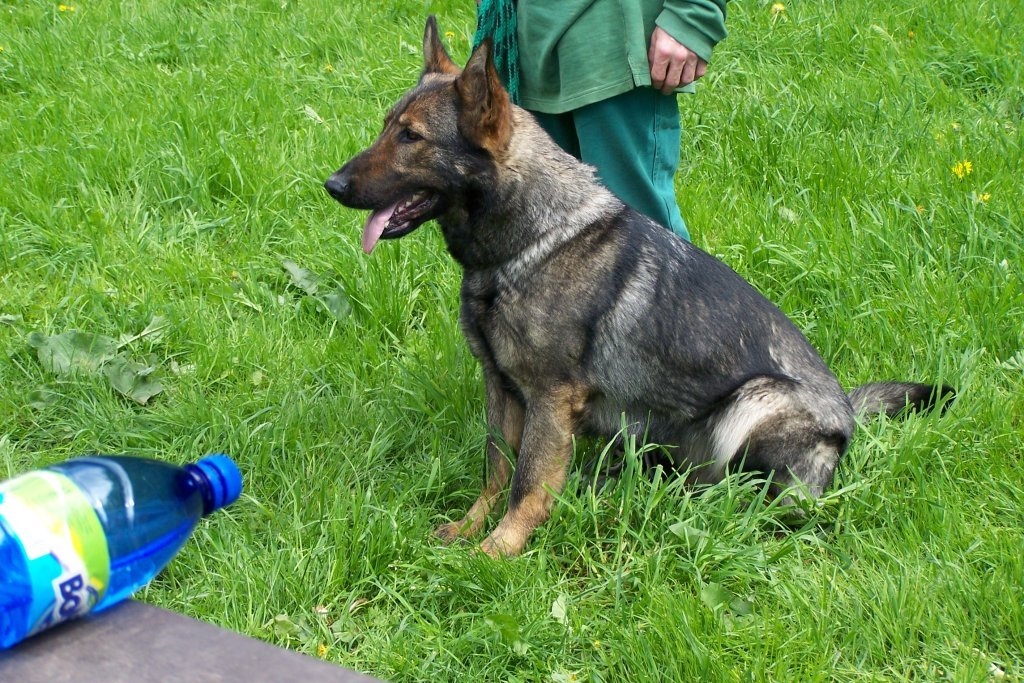 Bylinky v krmivech a jejich prospěšnost pro pejsky