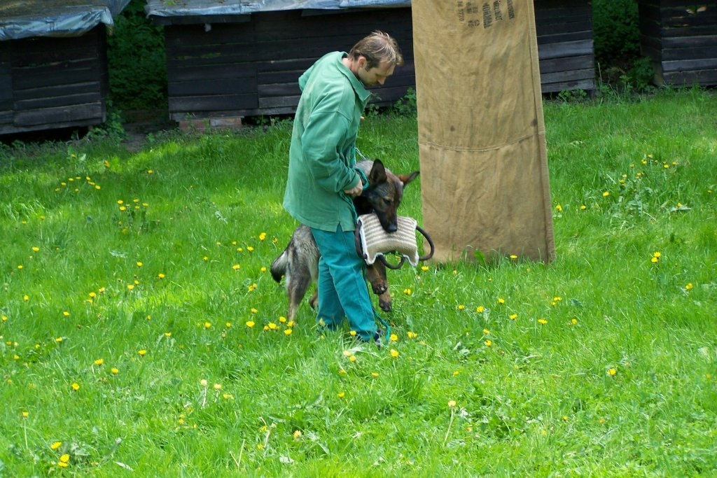 Přechod od štěněcího krmení k dospělému