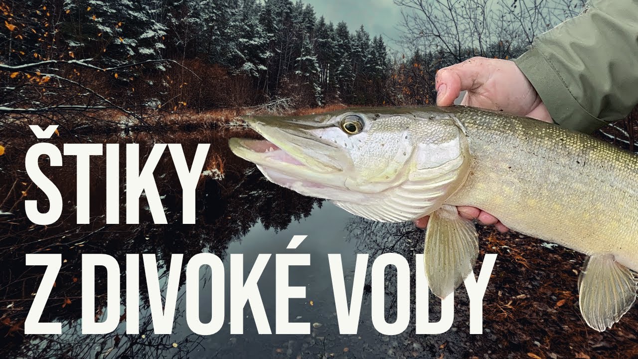 ŠTIKY Z DIVOKÉ VODY: tajemné lesní jezero 1/2