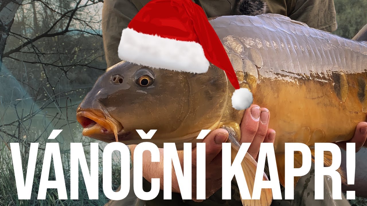 Chytáme VÁNOČNÍHO KAPRA