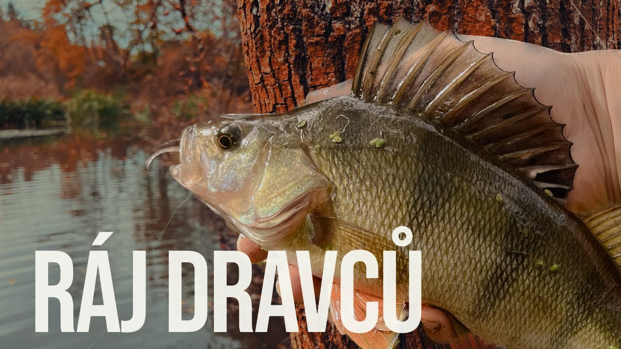 ZAPOMENUTÉ BAYOU: ráj dravců (1/4)